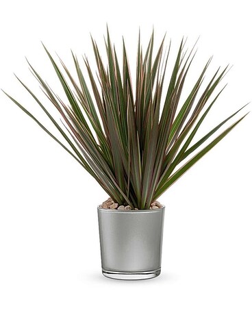 Teleflora's Moonstone Dracaena Flower Arrangement