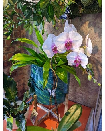 In-store plants, orchids & dish gardens Flower Arrangement