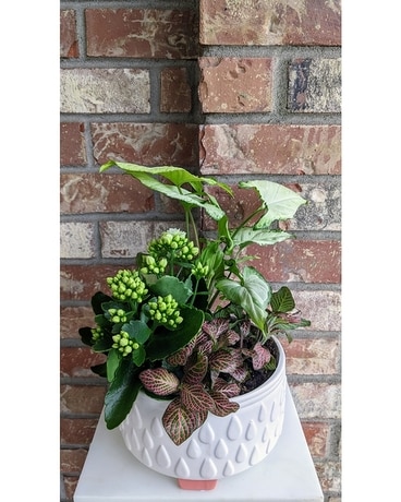 Rain Garden Dish Garden Plant