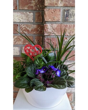 Classic Dish Garden Dish Garden Plant