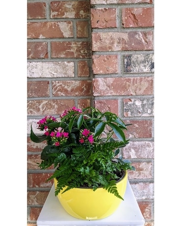 Citrus Dish Garden Dish Garden Plant