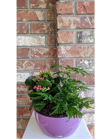 Plum Dish Garden Dish Garden Plant