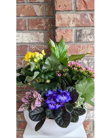 Pop Of Color Dish Garden Dish Garden Plant