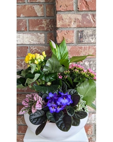 Pop Of Color Dish Garden Dish Garden Plant