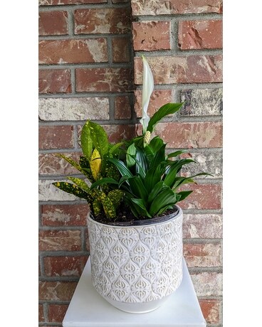 Fresh Air Dish Garden Dish Garden Plant