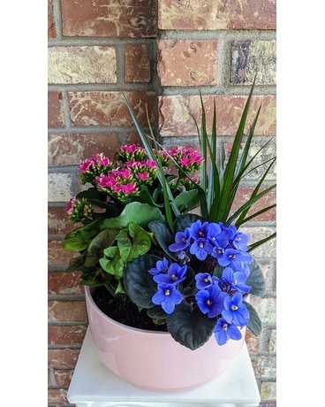 Classic Dish Garden Dish Garden Plant