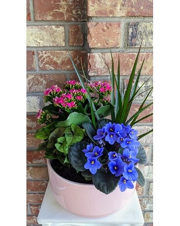 Classic Dish Garden Dish Garden Plant