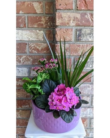 Ridge Garden Dish Garden Plant