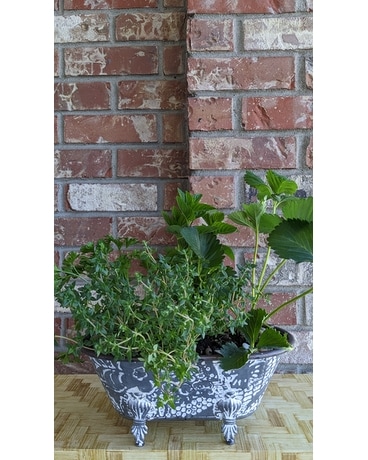 Outdoor Herb Garden Dish Garden Plant