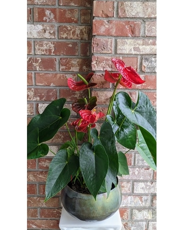 Anthurium Planter Dish Garden Plant