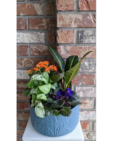 Botanical Beauty Garden Dish Garden Plant