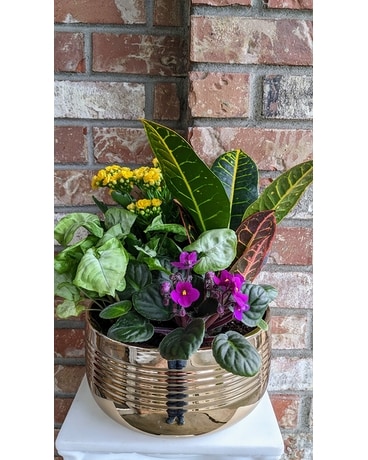 Copper Rings Garden Dish Garden Plant