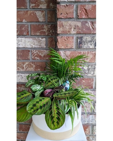 Bird Garden Dish Garden Plant