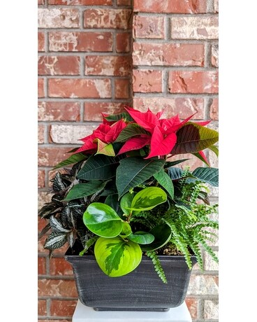 Holiday Extravaganza Garden Dish Garden Plant