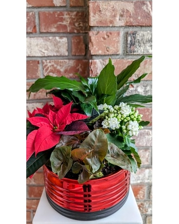 Tis The Season Garden Dish Garden Plant