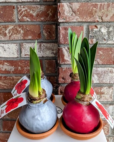 Waxed Amaryllis Bulb Gifts