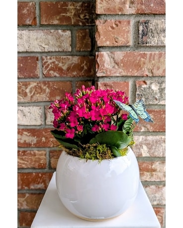 Modern Kalanchoe in Renton WA - Cugini Florists & Fine Gifts