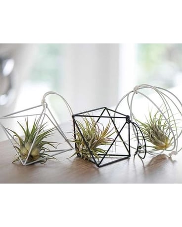 Air Plant Collection Plant