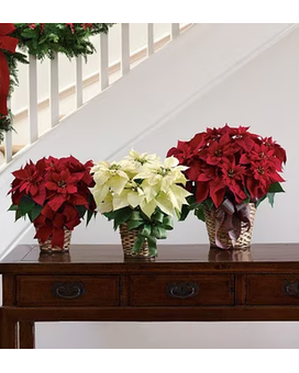 Poinsettia Plant In A Basket Plant
