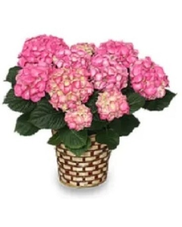 Hydrangea Plant 6