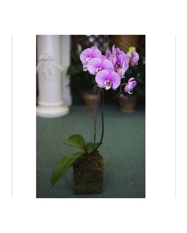 Purple Single Stem Orchid
