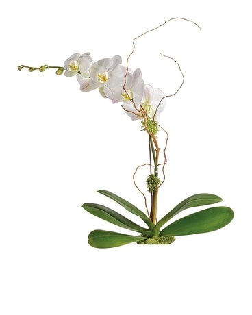 White Orchid -Double Stem - **Locally Farm Grown** Flower Arrangement