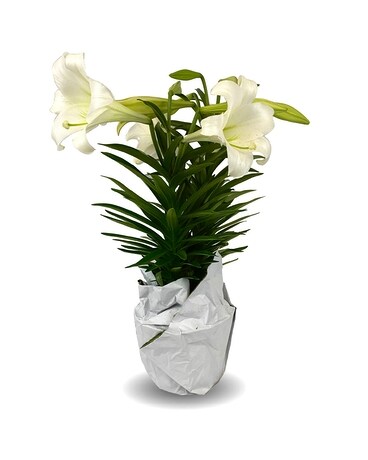 Easter Lily Plant