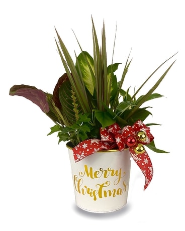 Merry Christmas Garden Dish Garden Plant