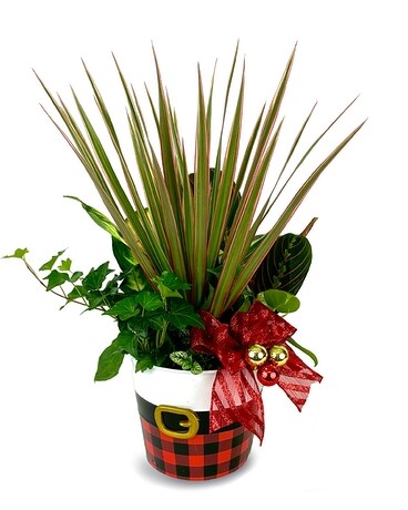Santa’s Garden Dish Garden Plant