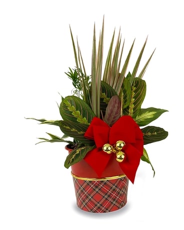 Red Christmas Garden Dish Garden Plant