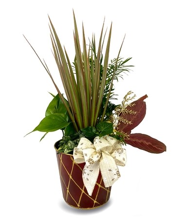 Classic Garden Dish Garden Plant