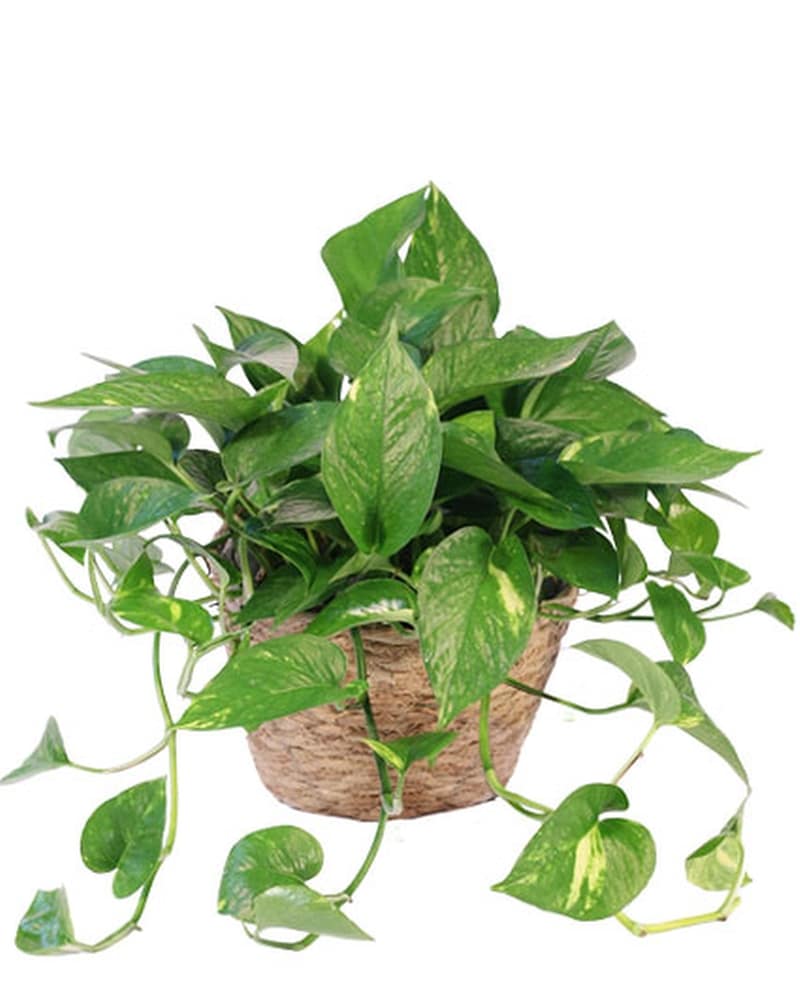 Plants Delivery Albuquerque NM - Mauldin's Florist & Flower Delivery