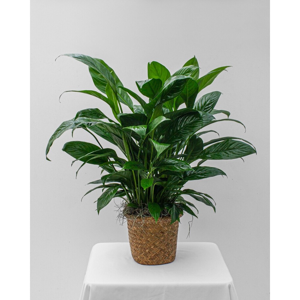 Peace Lily in Springfield MO - Jerome H. Schaffitzel Greenhouse