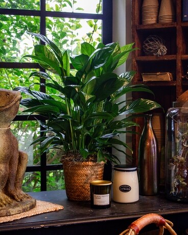 Peace Lily in Springfield MO - Jerome H. Schaffitzel Greenhouse