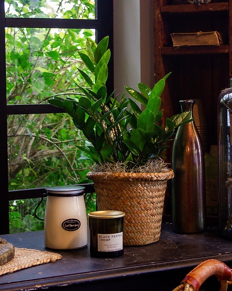 organic fertilizer for indoor plants Dr. Earth House Plant Indoor Liquid Plant Food, 1-1-1, 16 oz.  Southern  Idaho Landscape Center